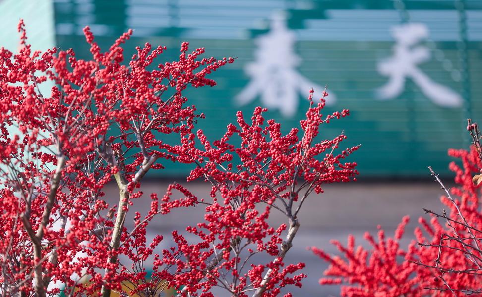 年宵花开启销售旺季 五彩花卉扮靓新年