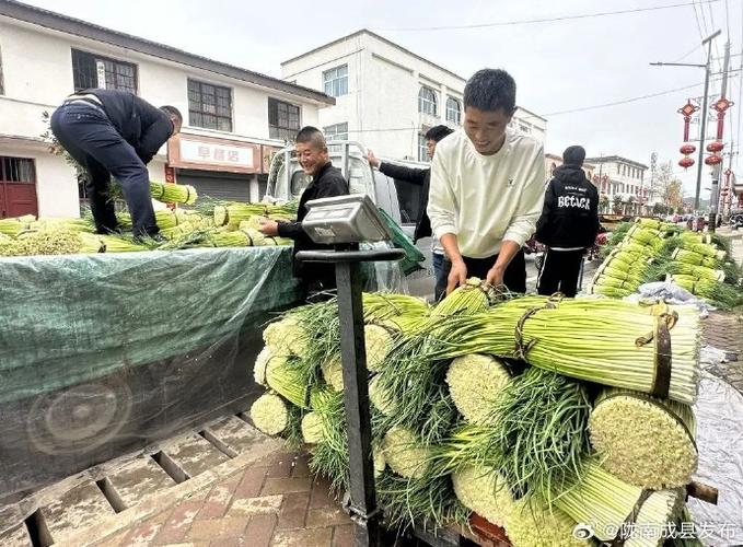 致富有胜“蒜”!甘肃成县店村镇千亩蒜薹采收啦