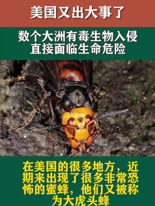 被咬后恐致命,这个最危险的入侵物种又来了!