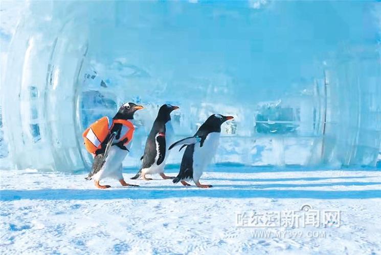 黑龙江哈尔滨:淘学企鹅冰雪大巡游连办80场曝光量破百亿