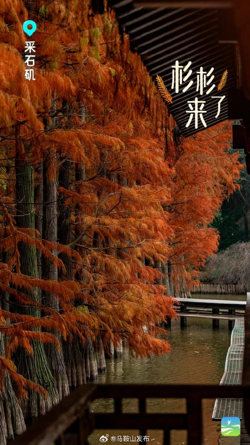 组图丨冬季限定:水杉染红妆 送君一抹艳