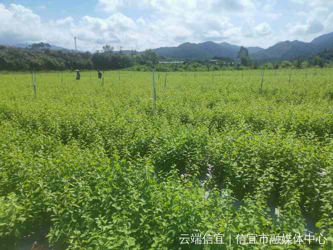 青海同仁:高标准打造“百千万”绿色种植基地