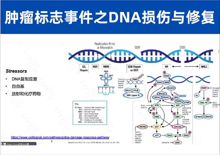 新型基因回路有望改变癌细胞耐药性