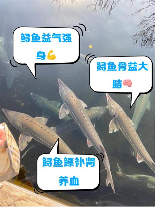 高质量发展调研行|一条鲟鱼:助企业发展,帮村民增收