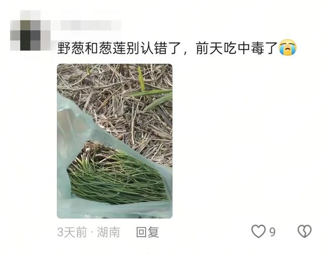 美味却伴风险 有人误食身亡!这些植物有毒 小心误采误食