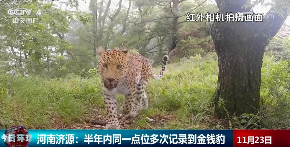 候鸟、“国宝”、金钱豹……人与自然和谐共生绘就大美中国多彩华章