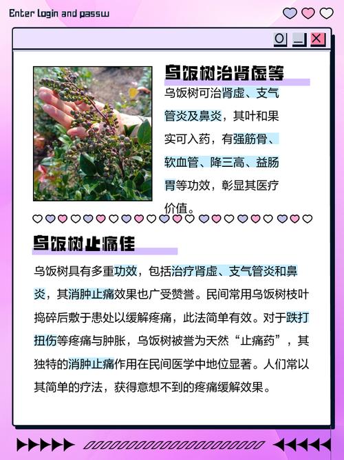 树上黑伞高高立,美味又健康,女子止血多用它……它是?