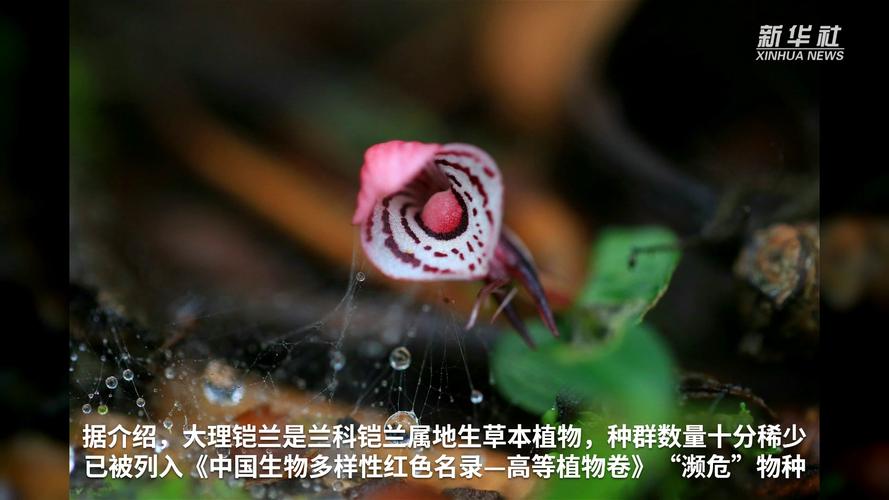 16种珍稀濒危野生植物在云南野外回归
