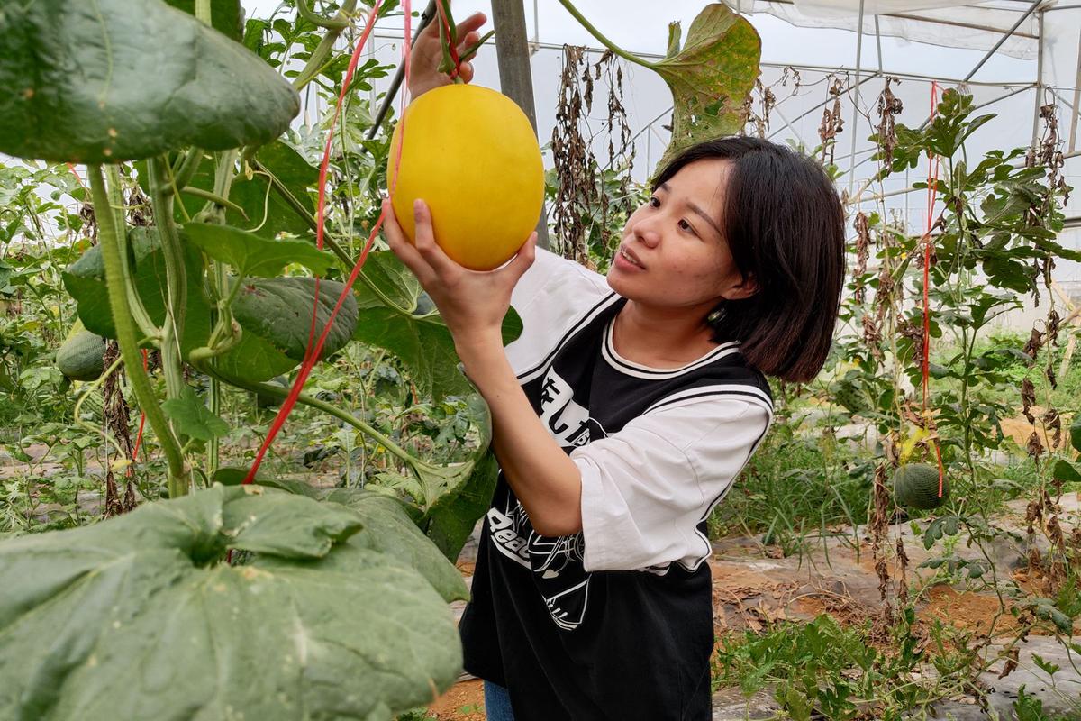 (身边的变化)闽北瓜果飘香 采摘品尝正当时