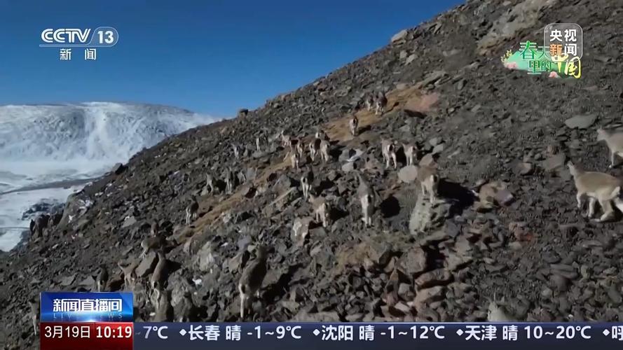 走廊桥、坐电梯 祁连山牧民放牧转场方式有“新”变