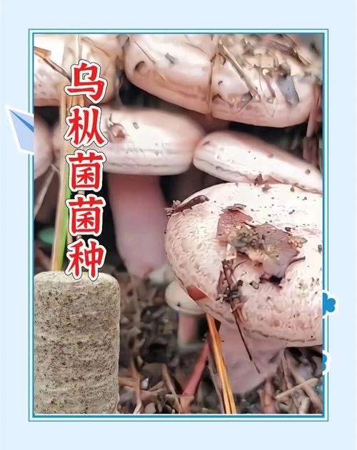 菌草为什么能全球“圈粉”?答案就在“菌草家园”
