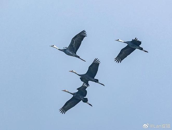 珍稀候鸟在中国东北超长时间停留渐成常态