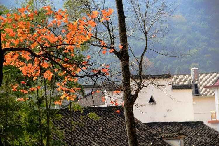 麦种时节好“枫”景