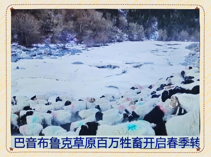 小羊也有“大巴”坐 新疆60余万只牲畜转场工作进入尾声