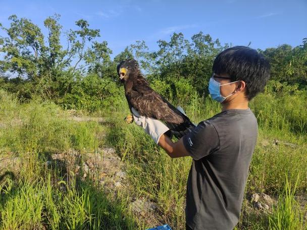 蛇雕“空降”黄山 因独特的捕蛇技巧闻名