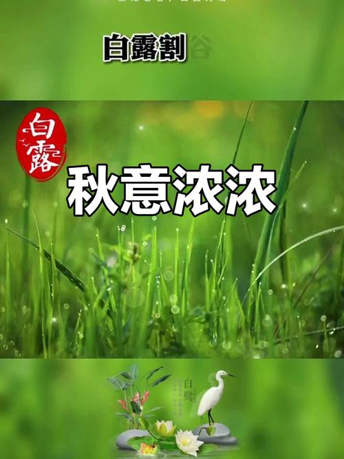白露至 果飘香 凉风渐起赏秋光(辽阔的大地 多彩的非遗)