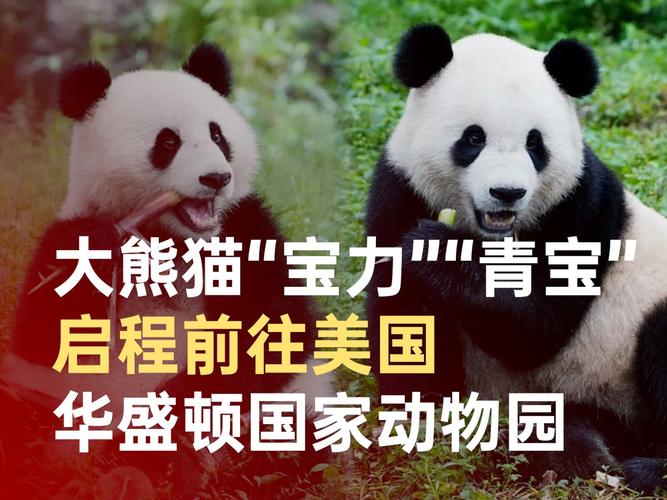 旅美大熊猫“宝力”“青宝”首次与美国公众见面