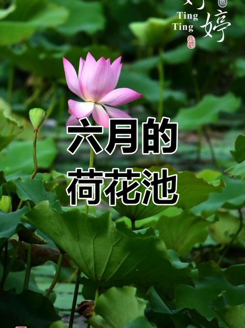 美丽蓝山:六月荷花别样美 百亩荷塘迎客来