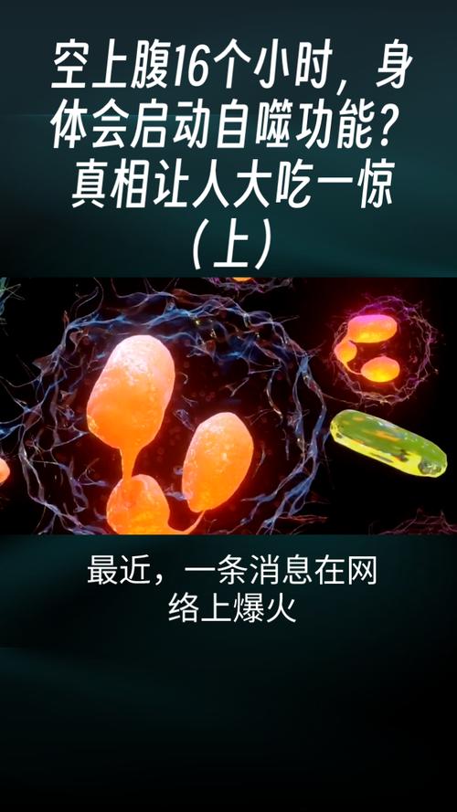 空腹16个小时,身体会启动自噬功能?真相让人大吃一惊