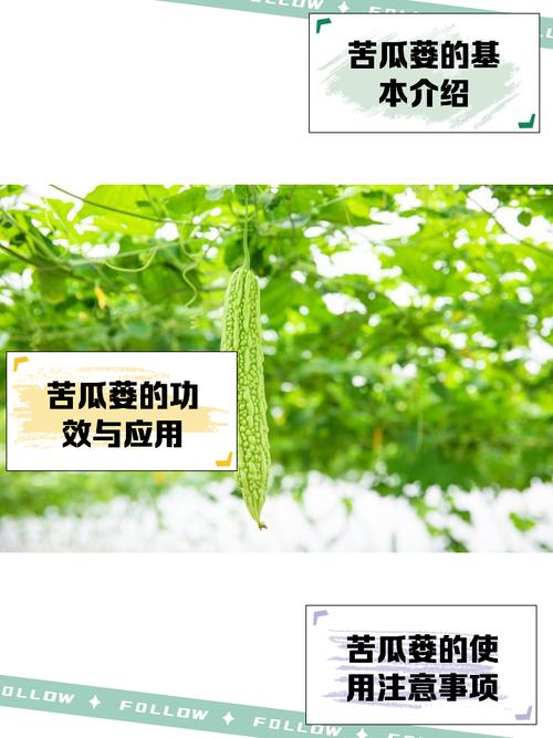 （乡村行·看振兴）山西新绛：苦瓜蒌成为富民“甜”产业