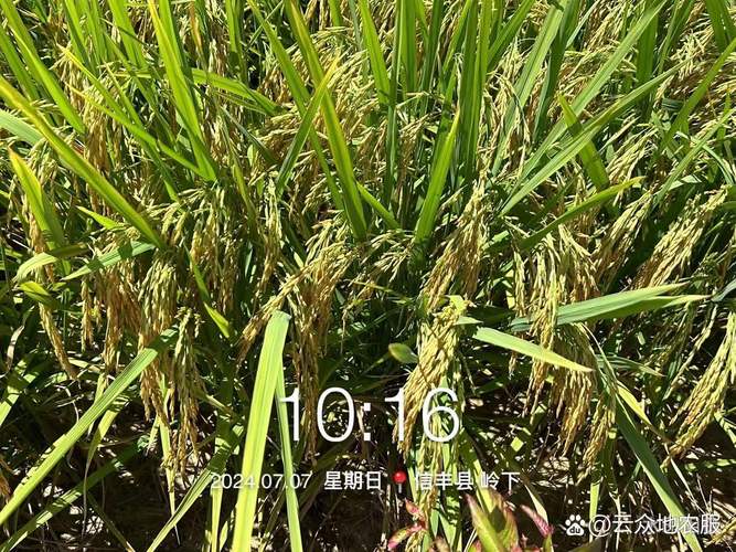 江西创制出特早熟早稻新种质