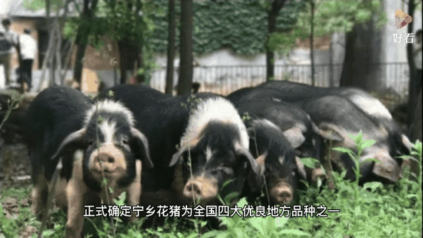 (高质量发展调研行)湖南宁乡:政企农共育 花猪变“金猪”