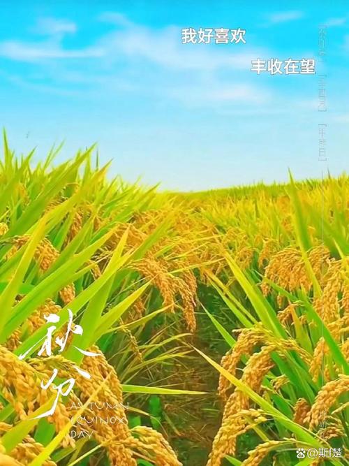“三伏热浪走 初秋气象新” 我国最早秋粮开始收获