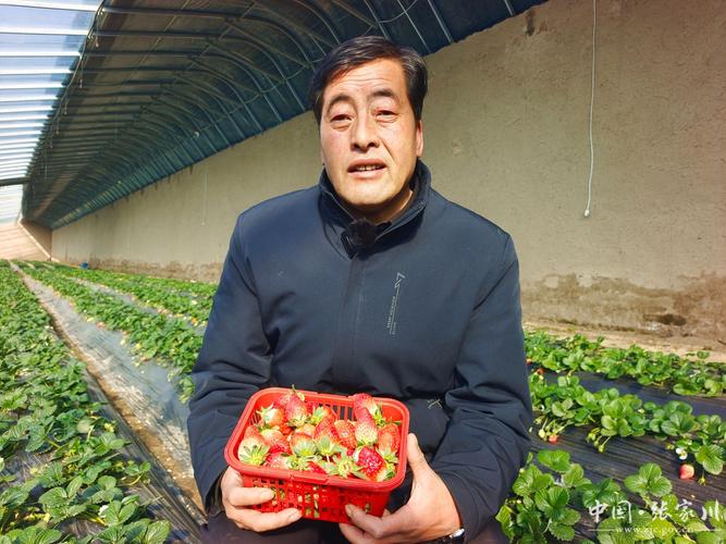 (新春走基层)江苏盐都乡村草莓迎接世界盛会 新老莓农共绘“莓”好蓝图