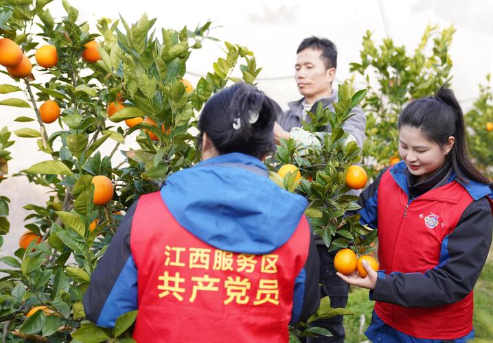 (走进中国乡村)“Z世代”赣南山村种音乐脐橙 解锁田间新农事