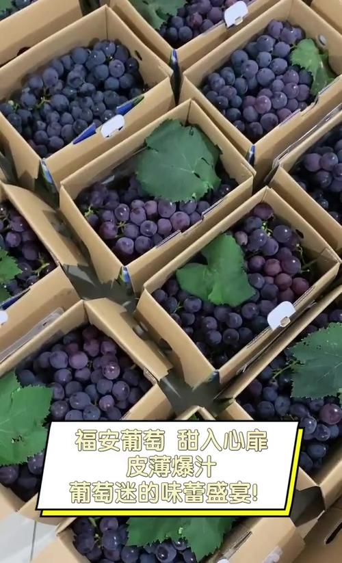 福安:腾出冷库 抢收葡萄