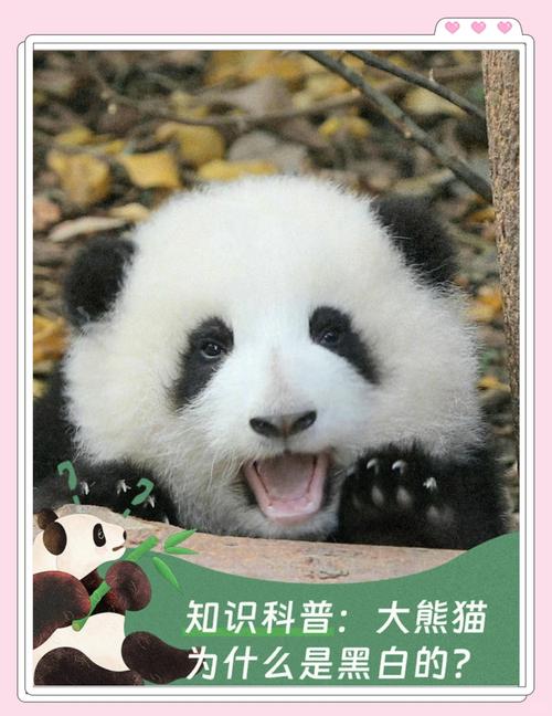 知识点Get√ “黑白配”原来是大熊猫的保护色