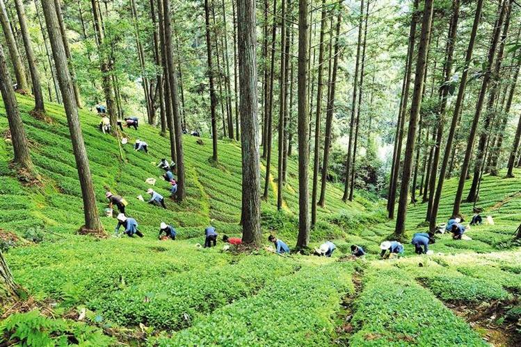 林菌、林药 林下经济有“钱”途