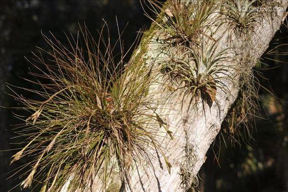 作物如何抵御寄生植物威胁?中国团队最新研究提出解决方案
