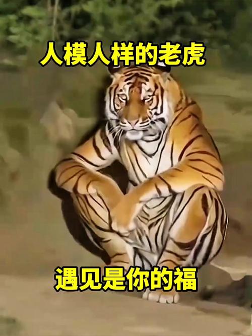 脑后带上面具老虎就不会攻击人?动物管理人员:具有一定依据,根据老虎习性来的
