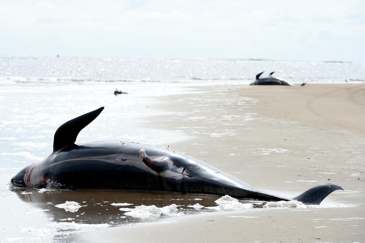 澳大利亚西澳州鲸群搁浅事件已有29头鲸鱼死亡