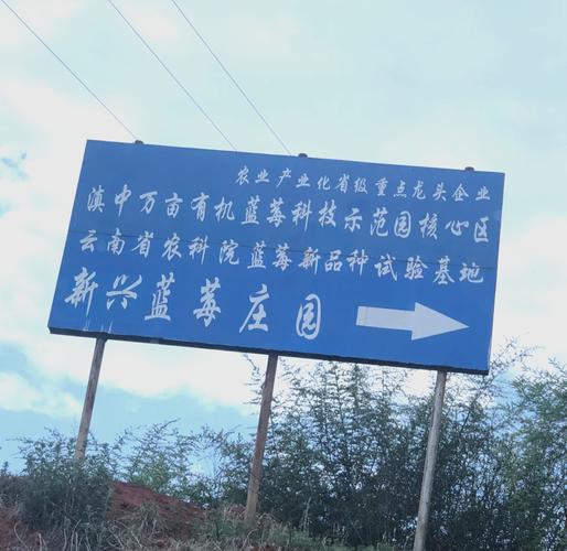 玉溪元江:以“保姆式”服务助力千亩数字蓝莓基地建设