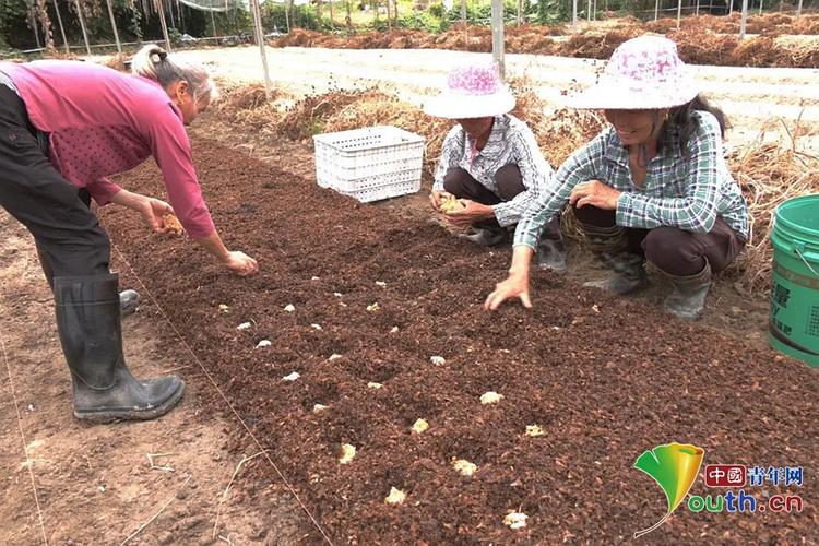 赤松茸在中国“盐湖城”试种成功