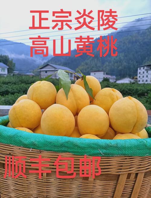 炎陵:锦绣黄桃金色名片 乡村振兴甜蜜引擎