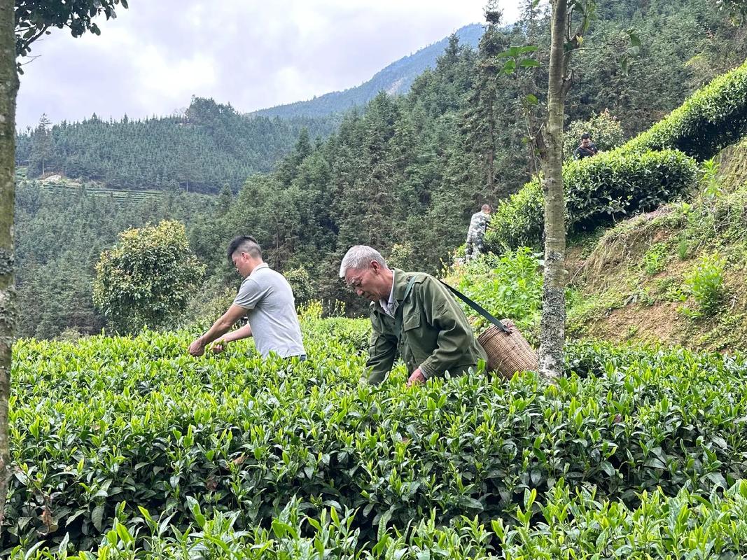 茶香绕峻岭 山水载乡情(古道春秋)