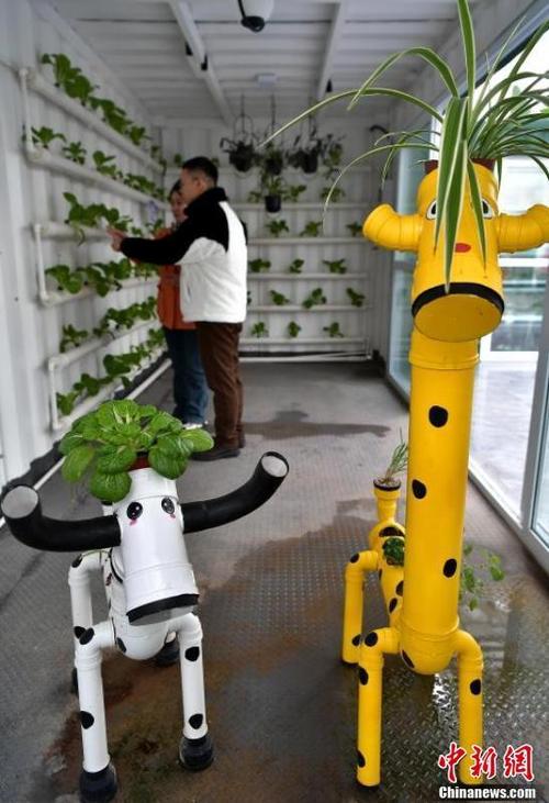 (追着雪花看新疆)探访新疆昌吉未来农业科技馆:蔬菜“坐缆车” 冬日绿意浓
