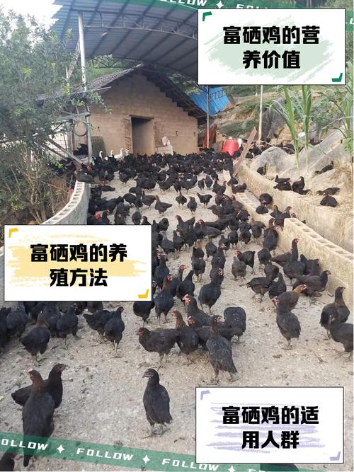 (乡村行·看振兴)江西德安筑巢引凤来栖 助推蛋鸡产业提质升级