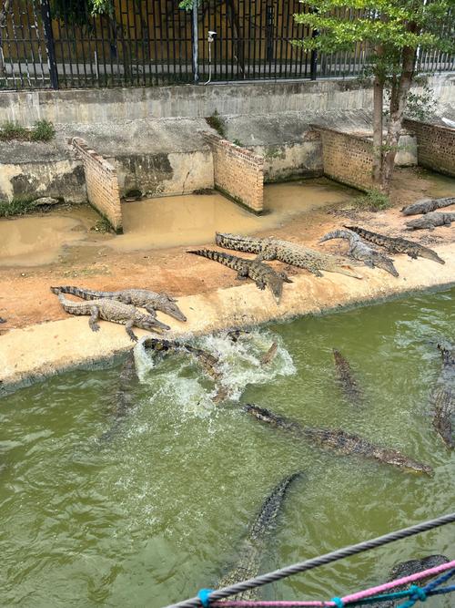 海南“鳄鱼小镇”:养殖鳄鱼超40万条
