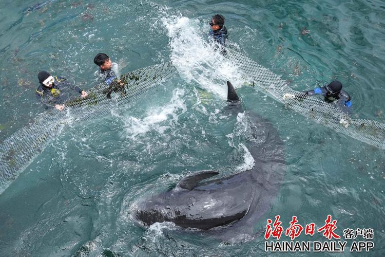 鲸鱼搁浅海滩全身多处外伤,三亚紧急救助