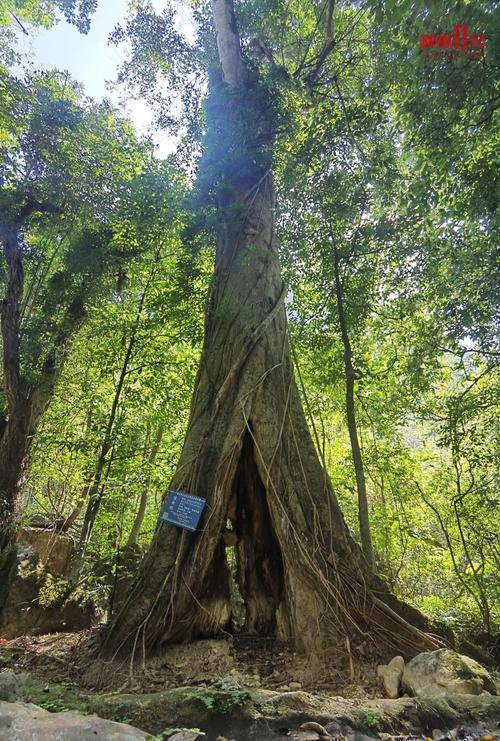百年古树重焕生机