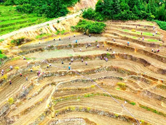 (乡村行·看振兴)福建永定走生态转型路 荒山变成“花果山”