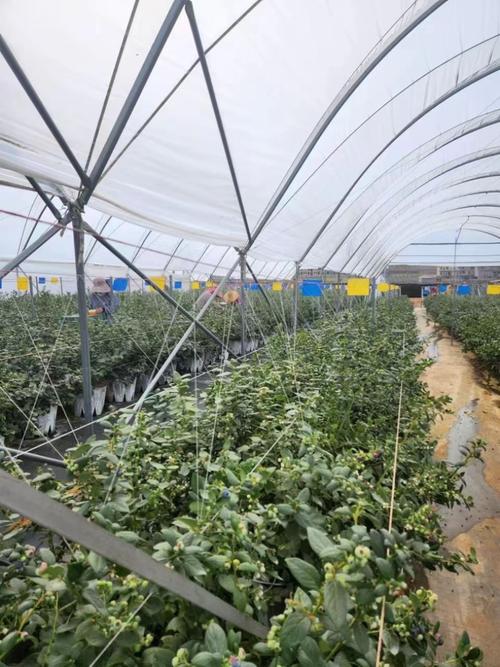 郎溪6600亩蓝莓进入采收期